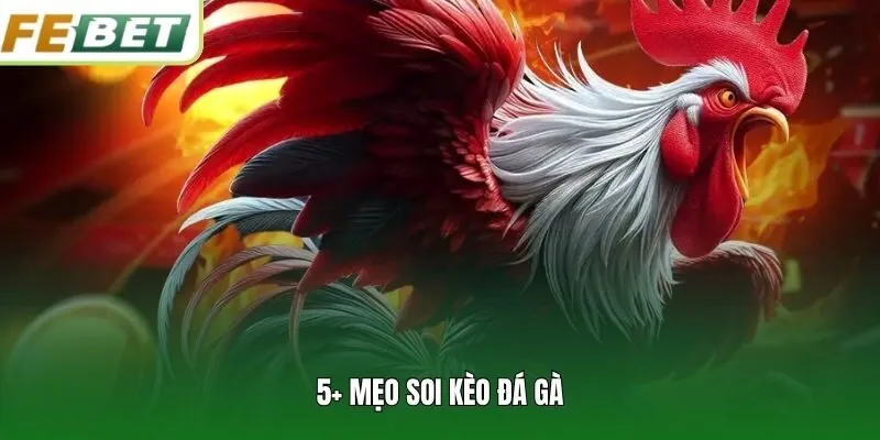 5+ mẹo soi kèo đá gà