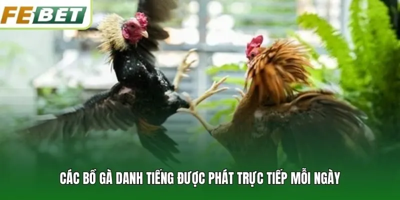 Các bồ gà danh tiếng được phát trực tiếp mỗi ngày