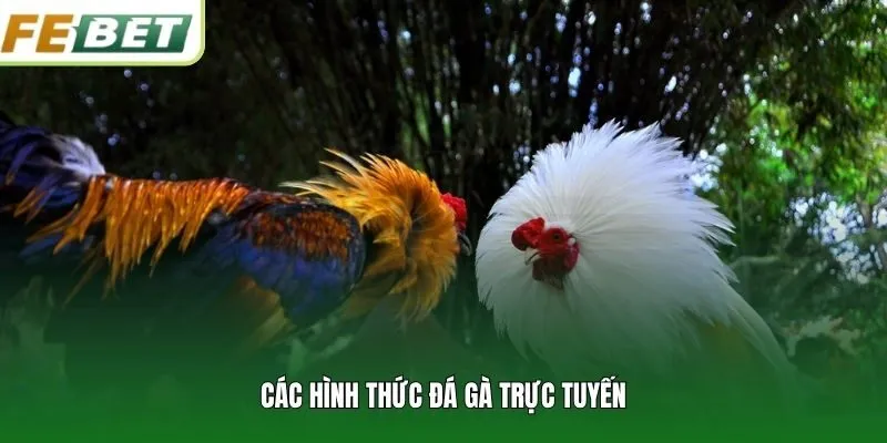 Các hình thức đá gà trực tuyến