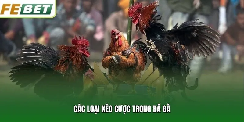 Các loại kèo cược trong đá gà