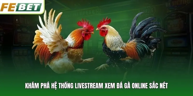 Khám phá hệ thống livestream xem đá gà online sắc nét