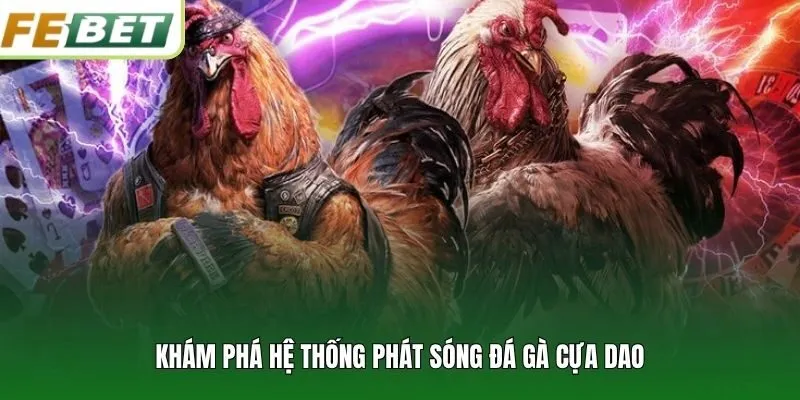 Khám phá hệ thống phát sóng đá gà cựa dao
