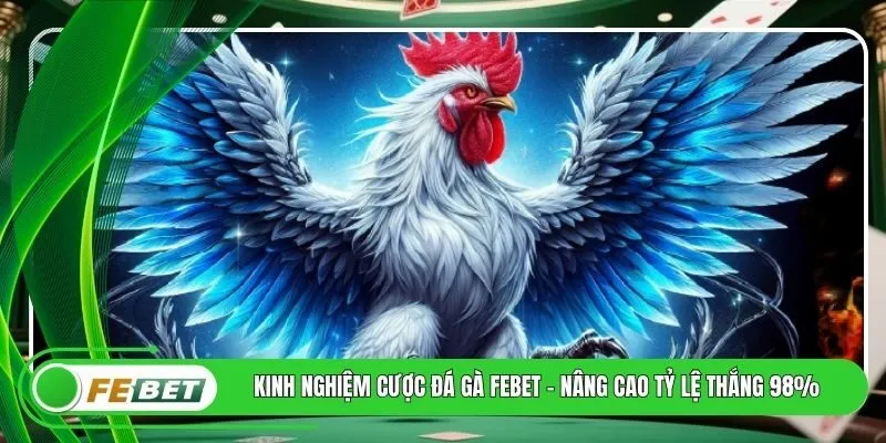 Kinh Nghiệm Cược Đá Gà FEBET - Nâng Cao Tỷ Lệ Thắng 98%