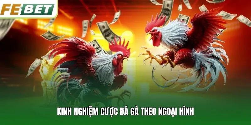Kinh nghiệm cược đá gà theo ngoại hình