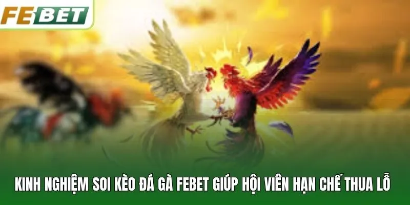 Kinh nghiệm soi kèo đá gà FEBET giúp hội viên hạn chế thua lỗ