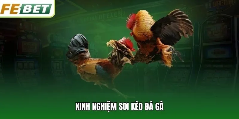 Kinh nghiệm soi kèo đá gà