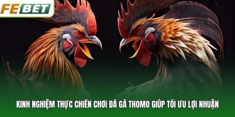 Kinh nghiệm thực chiến chơi đá gà Thomo giúp tối ưu lợi nhuận