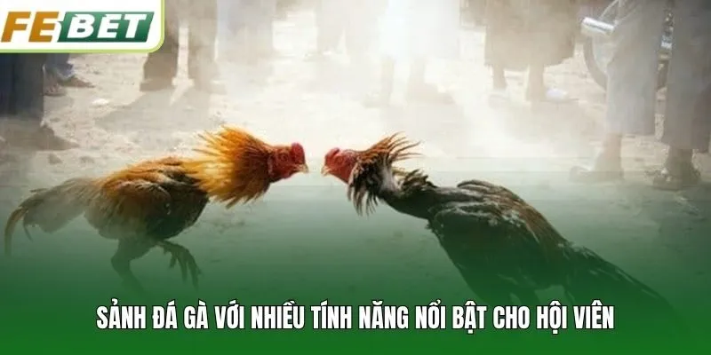 Sảnh đá gà với nhiều tính năng nổi bật cho hội viên