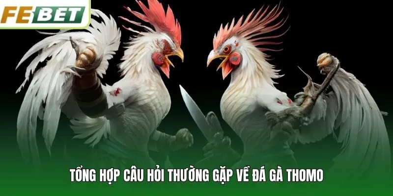 Tổng hợp câu hỏi thường gặp về đá gà Thomo